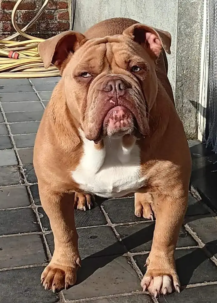 Dreamline Bullyz Sky