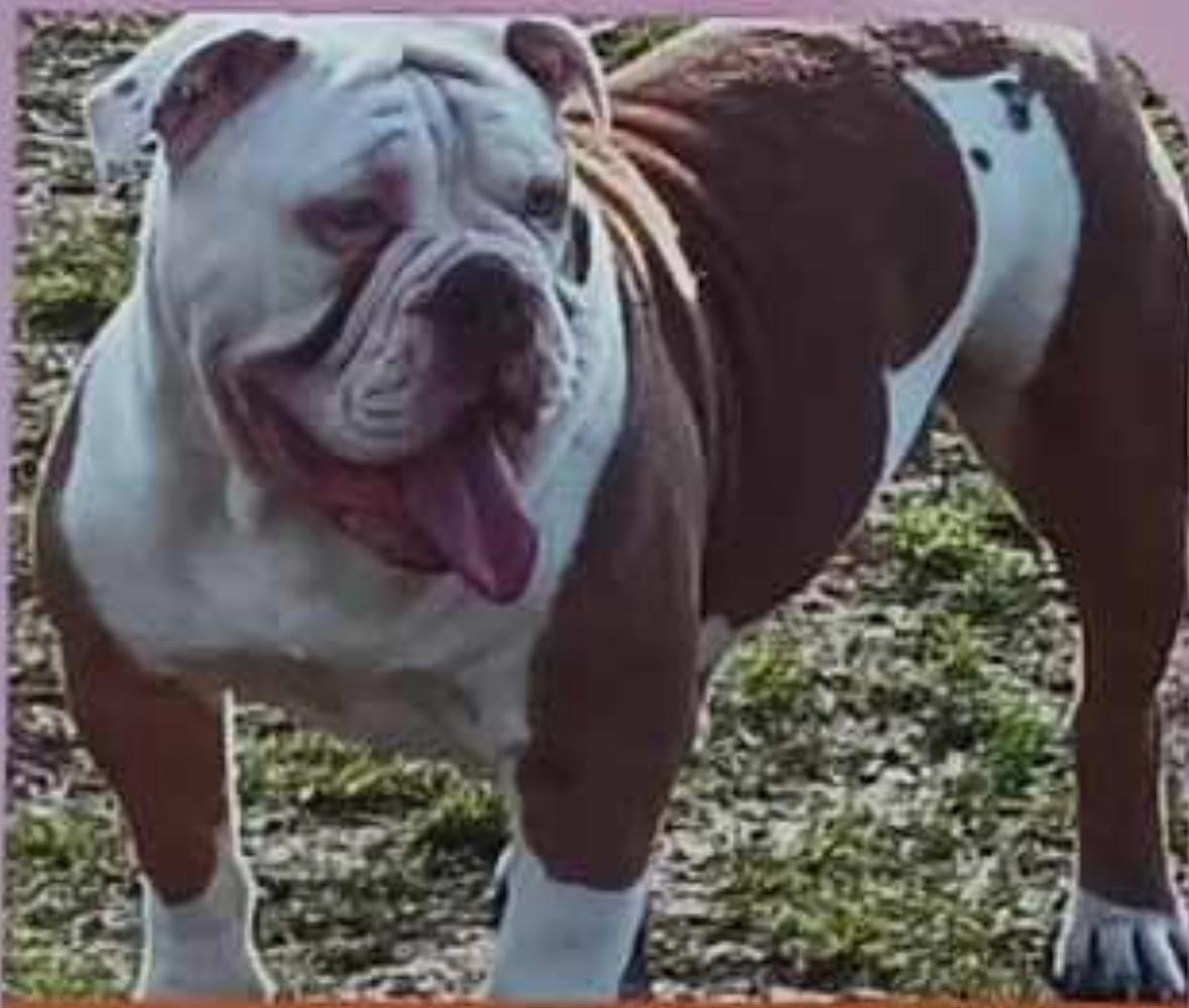 Bullforce Miss Queen