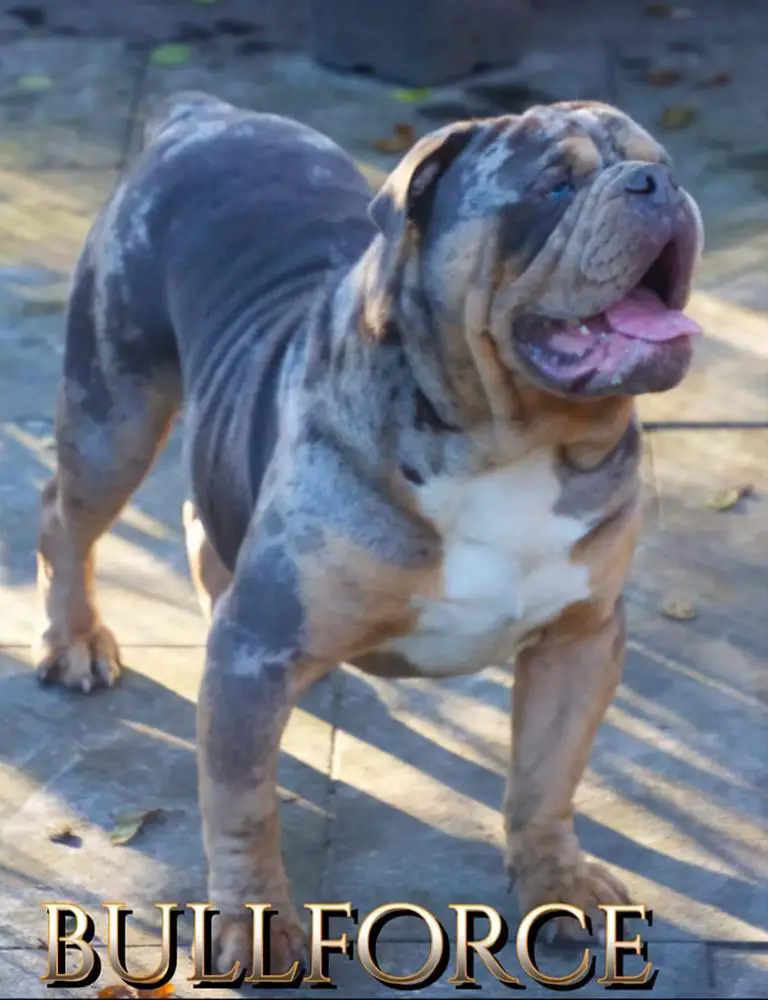 Bullforce Rio