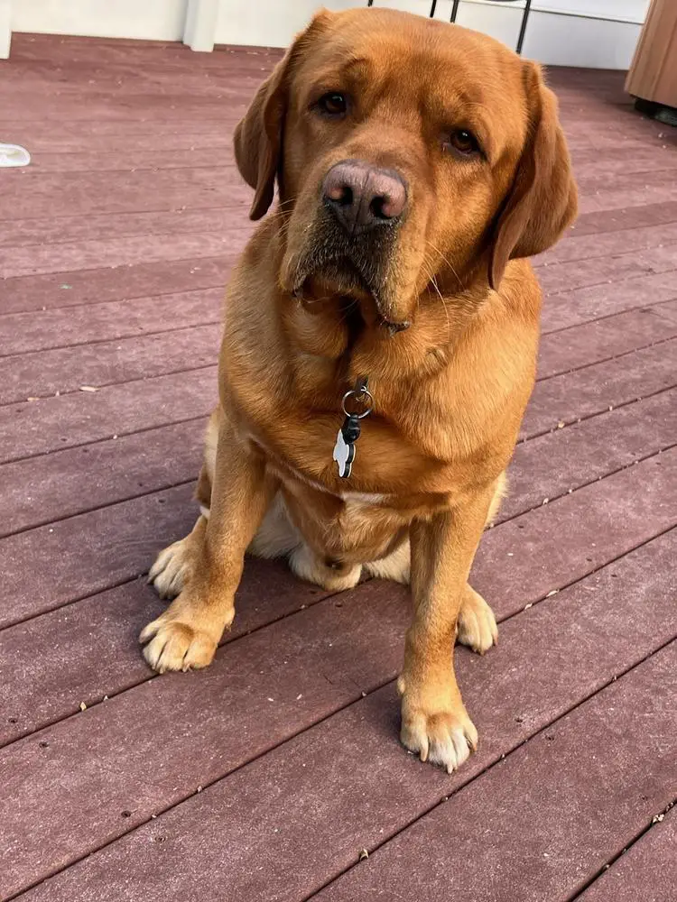 YEAGER'S BOONE