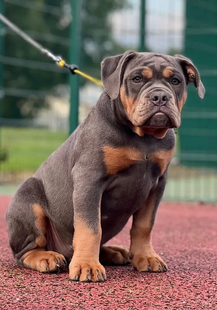Genetic Bullz Bruno