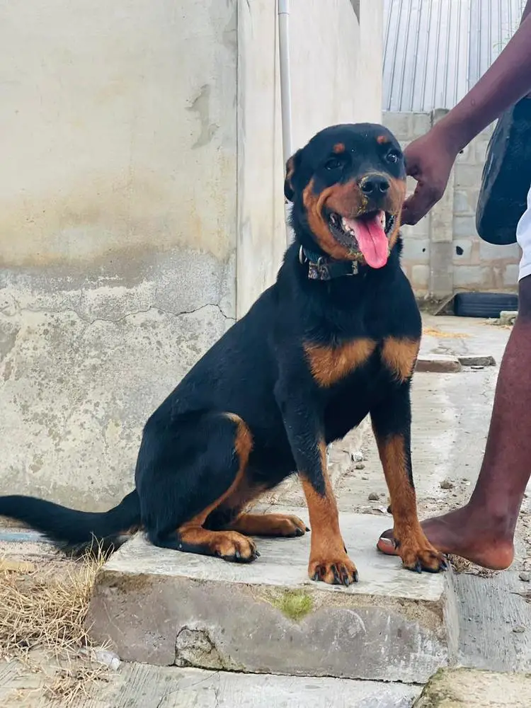 Amira of Dex kennel