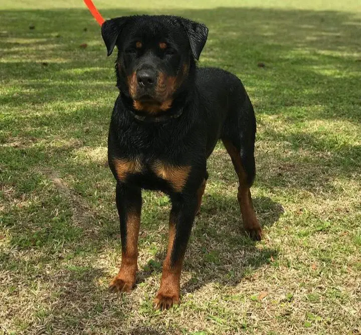 Kaiser Luke