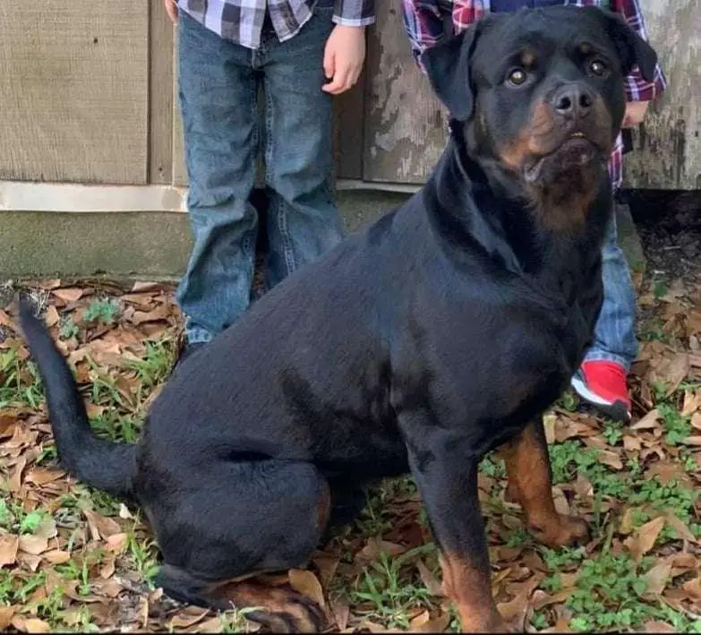 Kaiser X