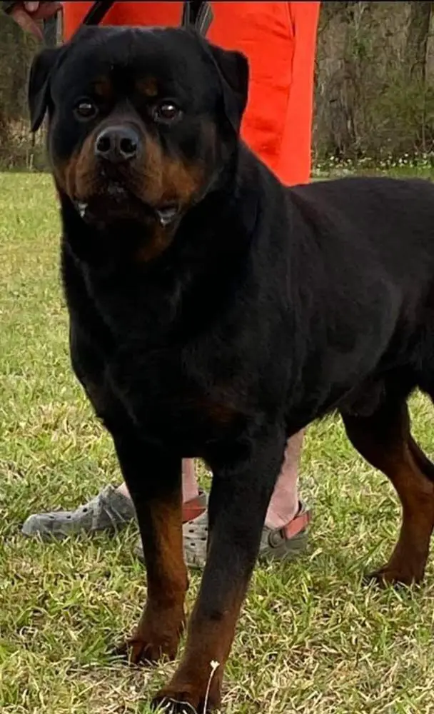 Hulk Hogan Von Der Moscono Ranch