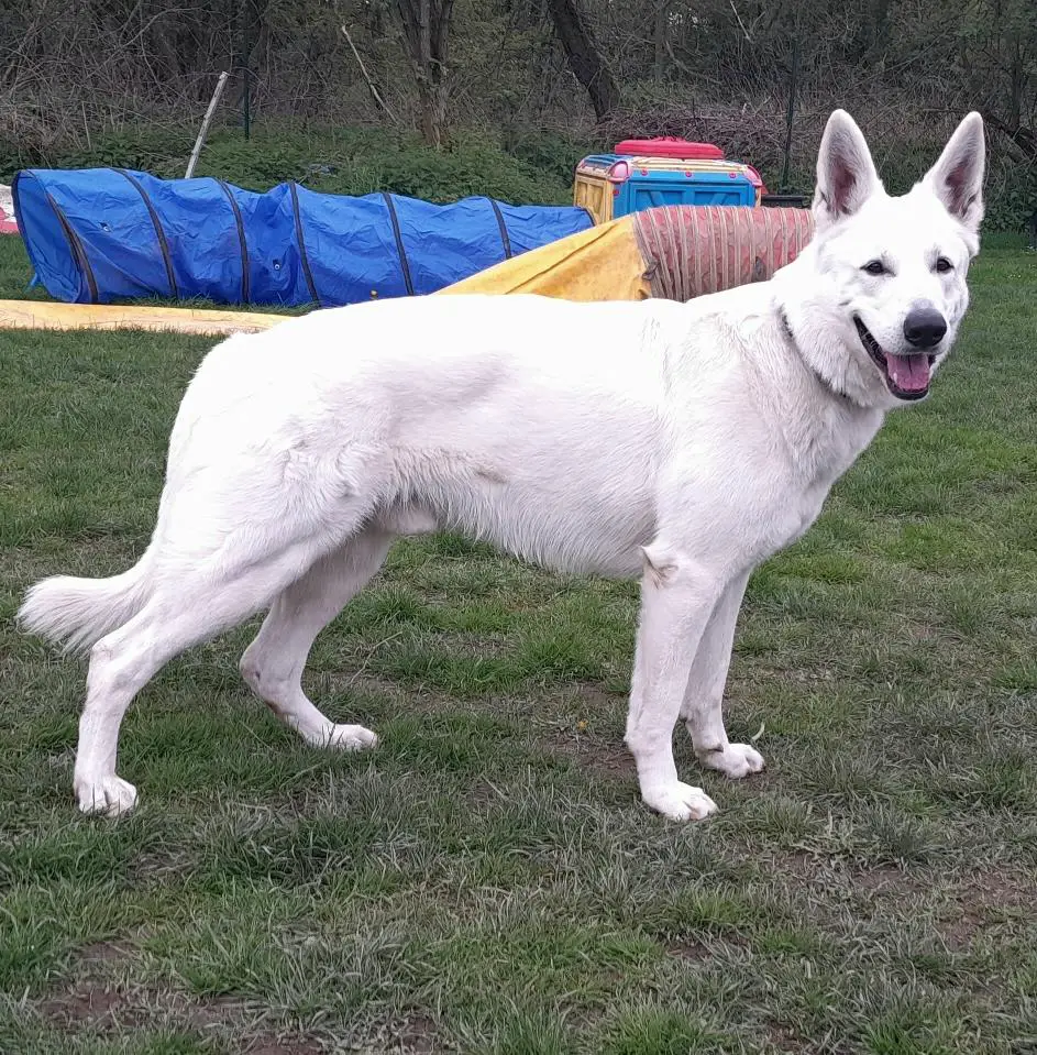 Ontario Shiro von Darinka