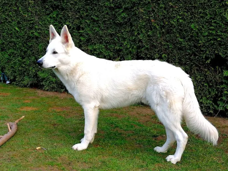 Ole von Darinka
