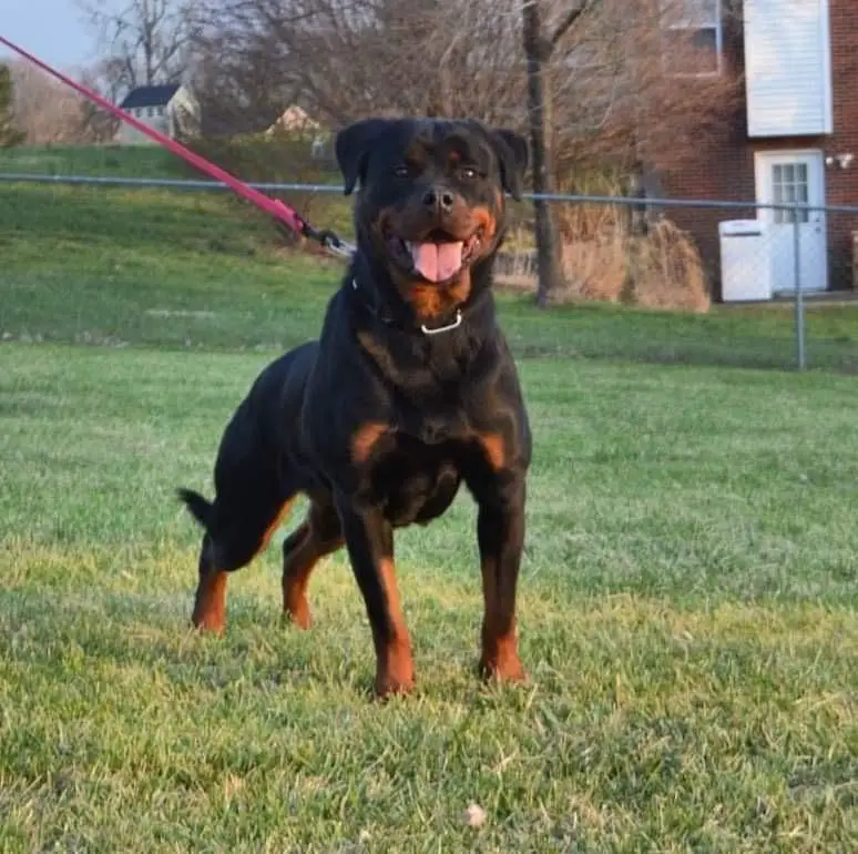FIONA SAETTA NEGRI ROTT