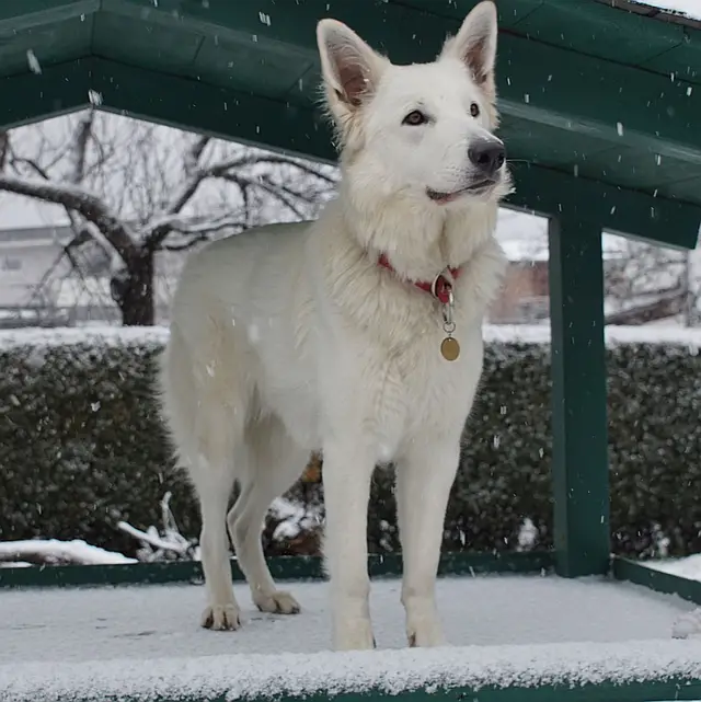 Xara - Sunny of white Valley