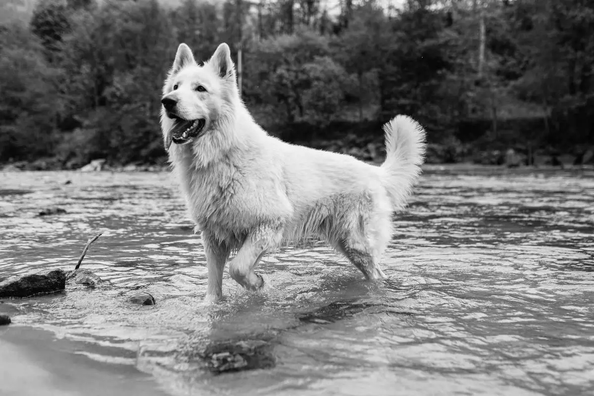 Baylo of white Valley