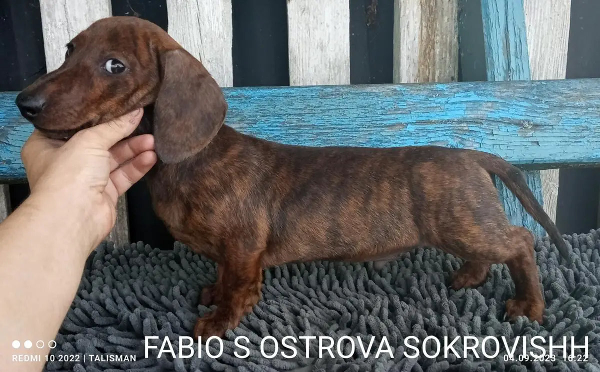 FABIO S OSTROVA SOKROVISHH