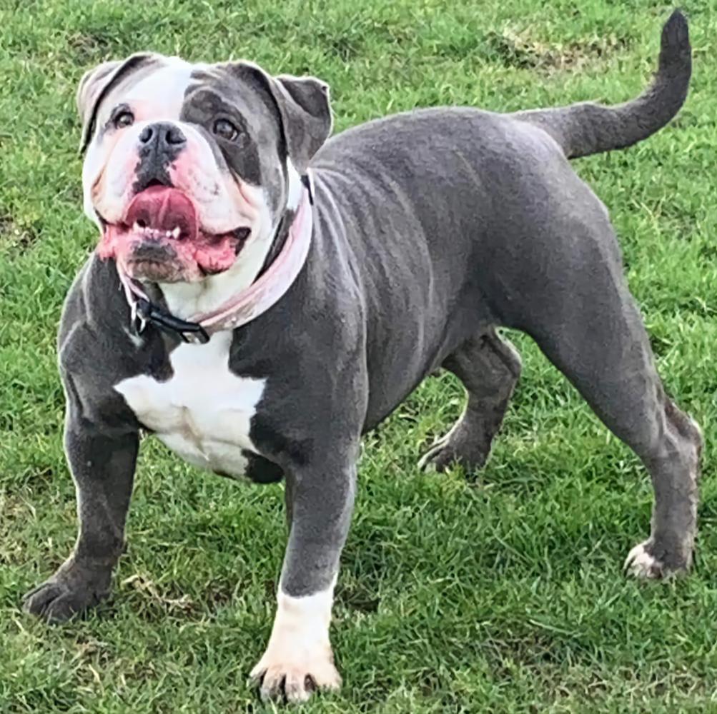 Trixie
