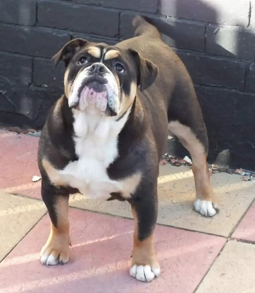 NBBZ Roxy