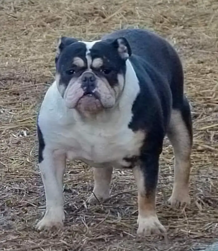 Bullforce Smiley