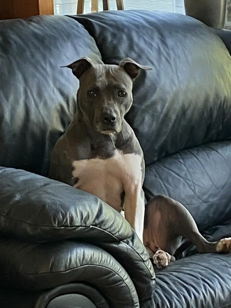 Contra Legem Guacamole