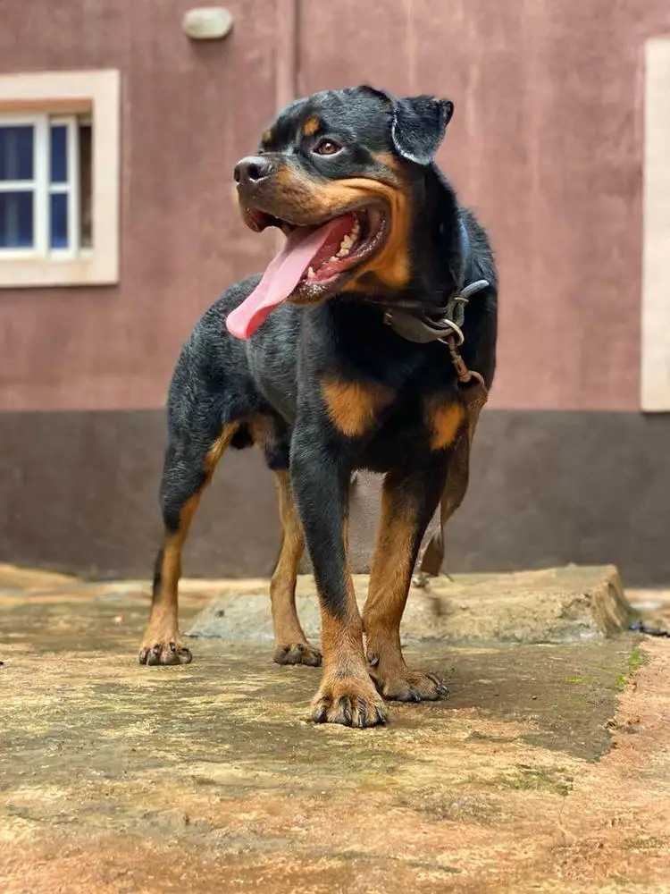 Alpha vom Grand k9