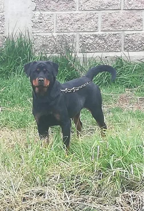 Roxy Gomora SM