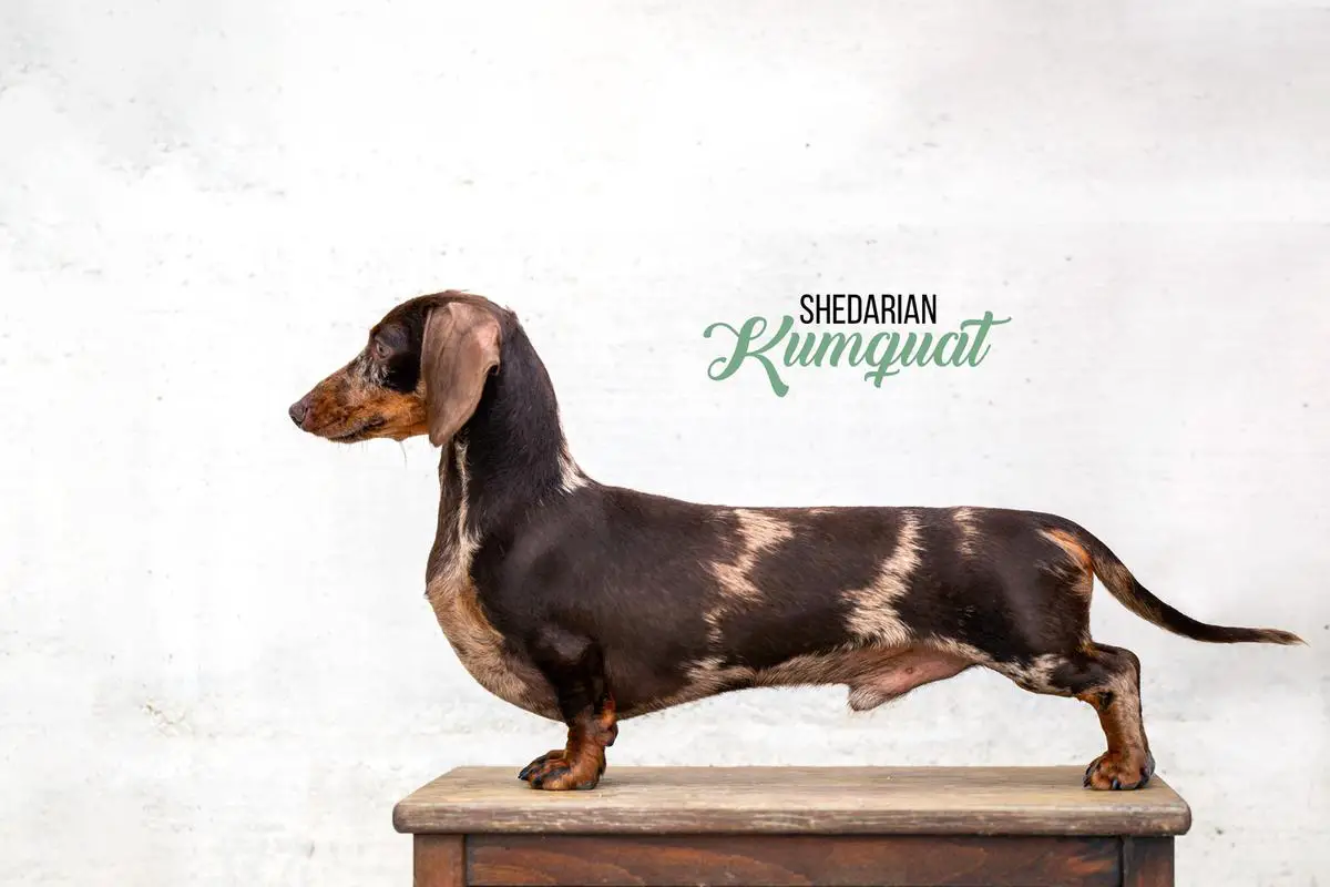 Shedarian Kumquat