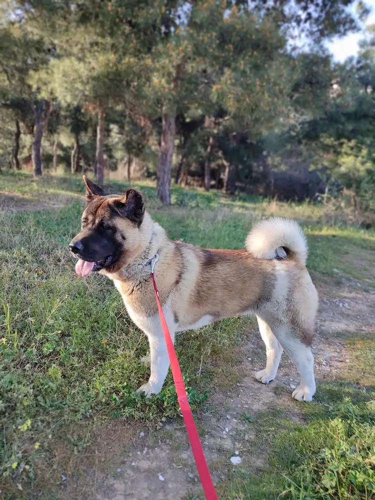Sampson Force Lion Kiara