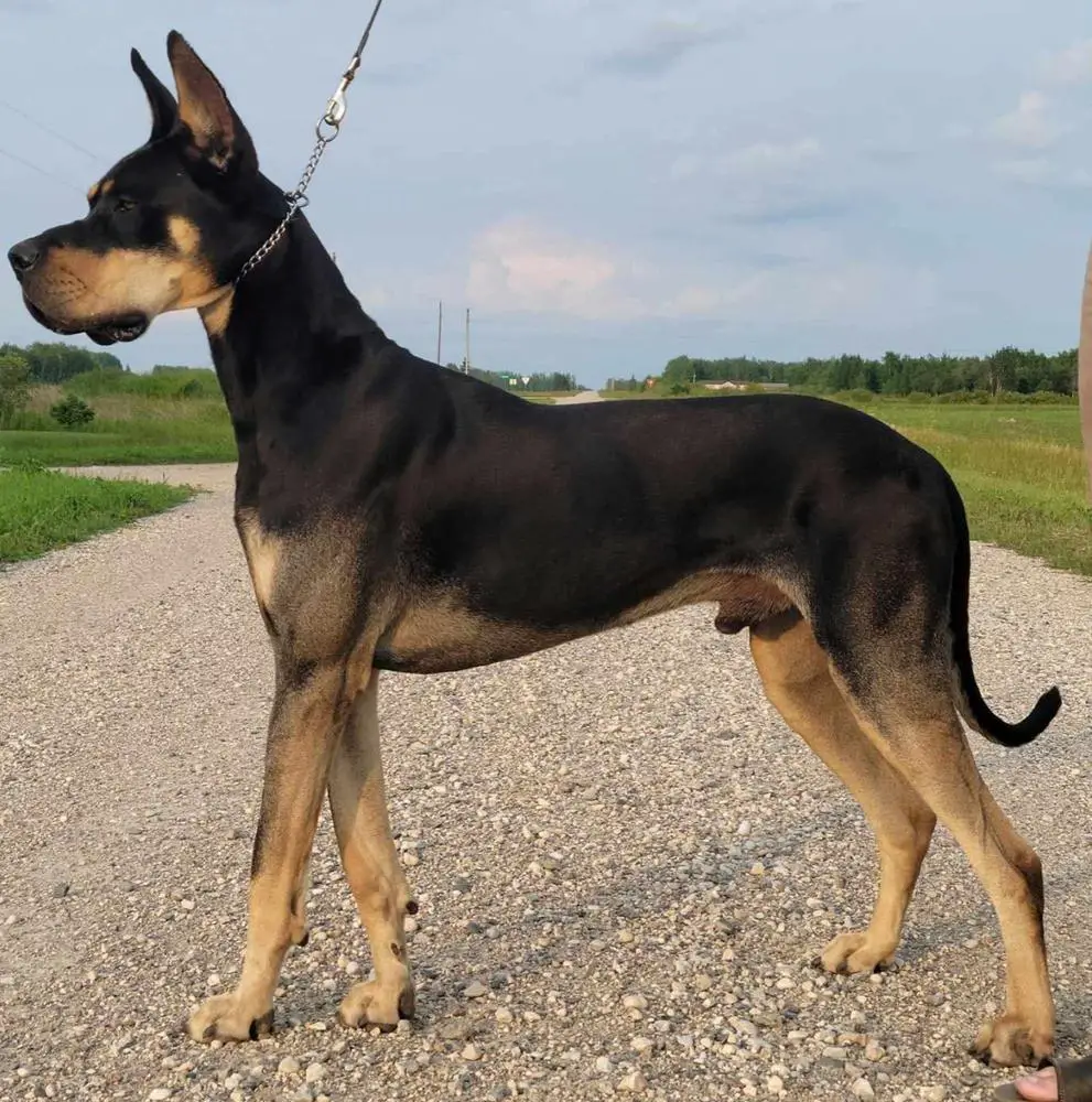 UNDADs Preacher Of The Pines From NSGD