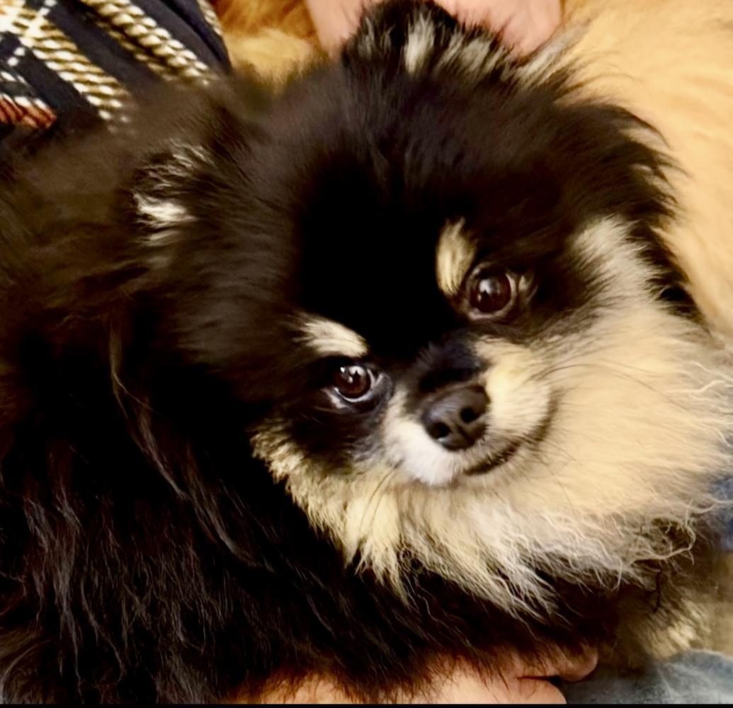 ANR Equalizer Smith & Wesson