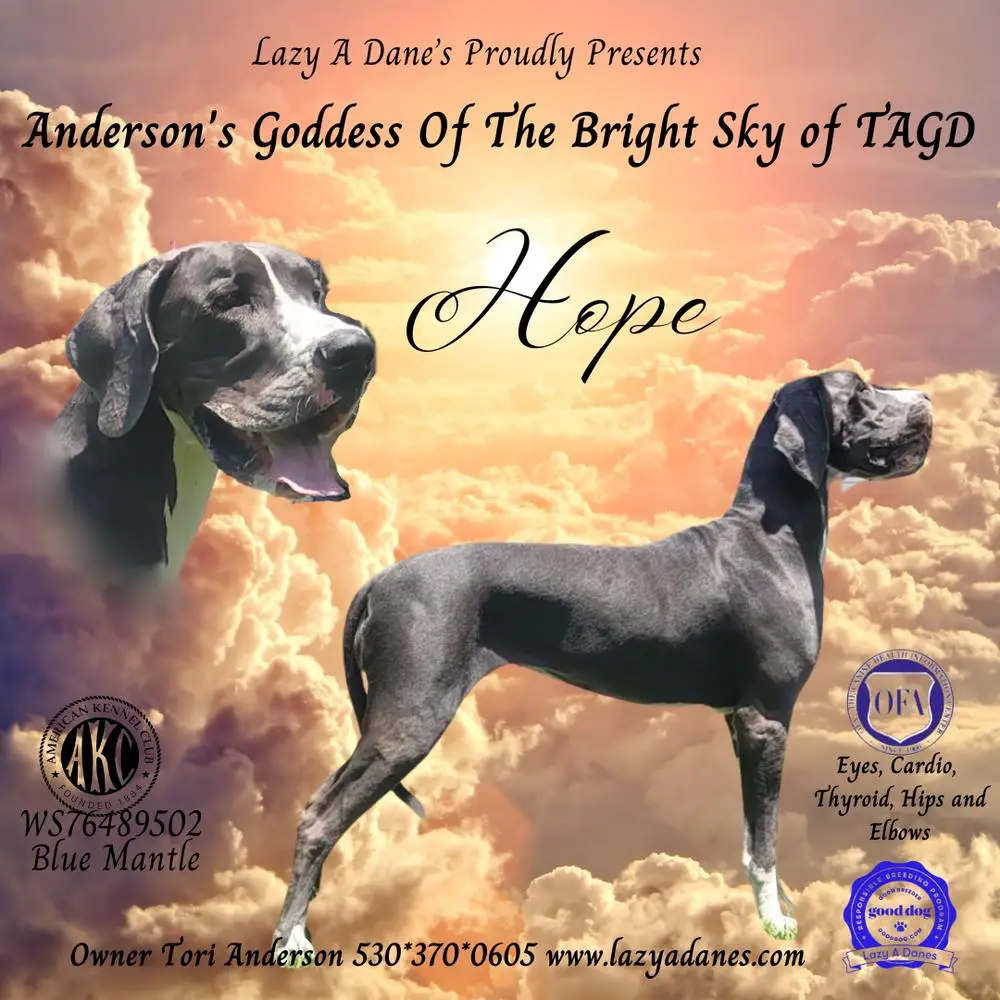 Anderson's Goddess Of The Bright Sky of TAGD