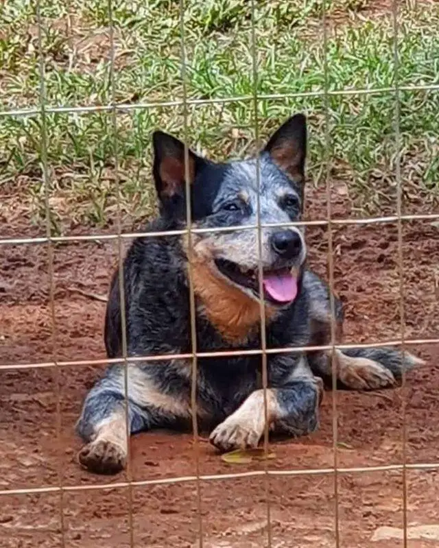 Blackout Heeler' Joia