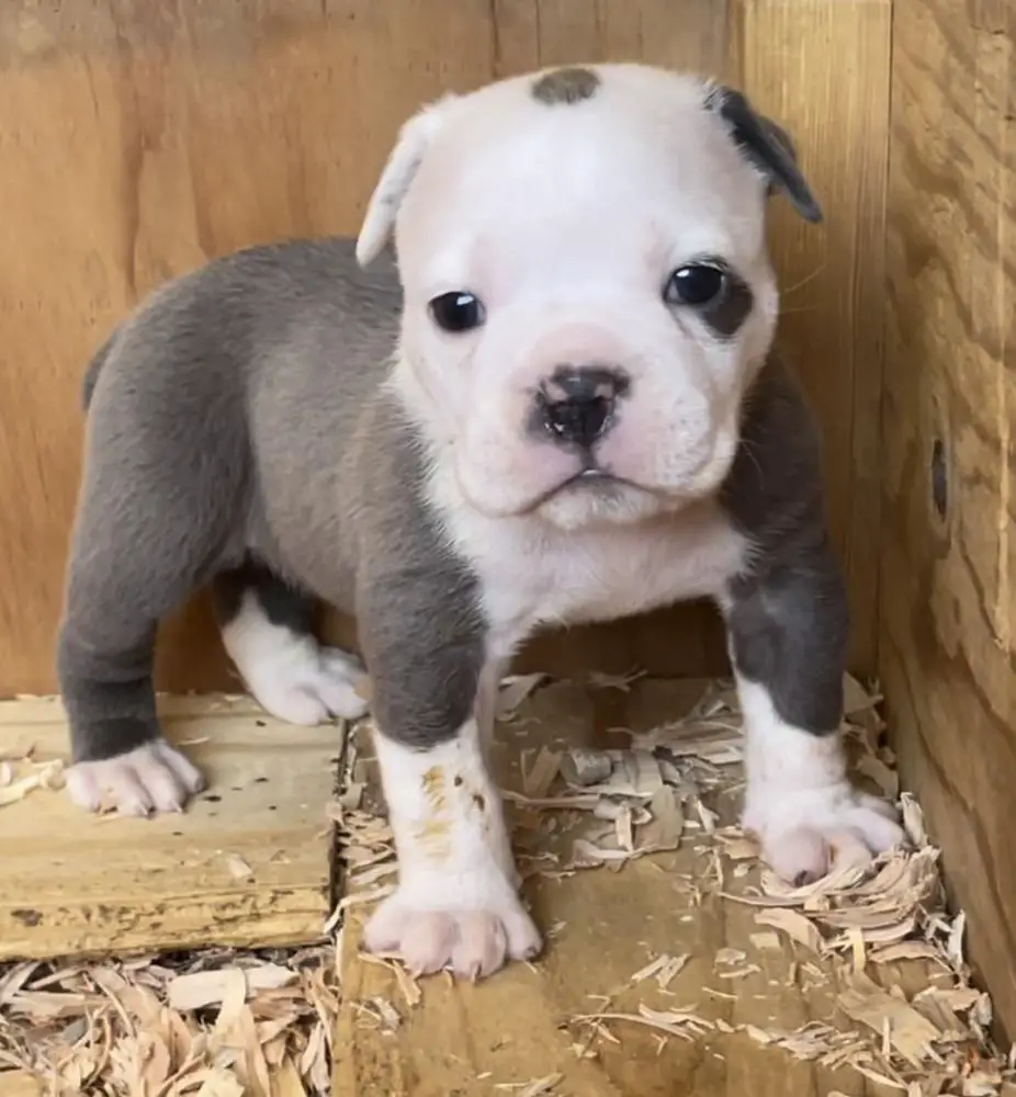 DoggePound’s Shiner