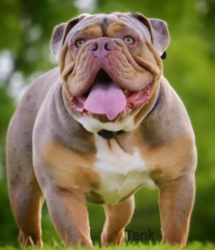 MDTX Bulldogges' Tank
