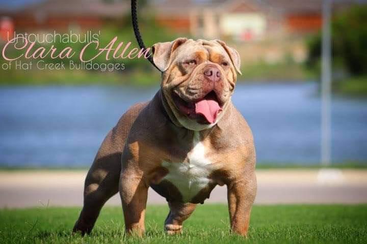 Untouchabull's Clara Allen of Hat Creek Bulldogges