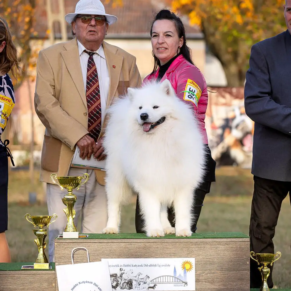 Gordon Proudly of White Siberiansuny