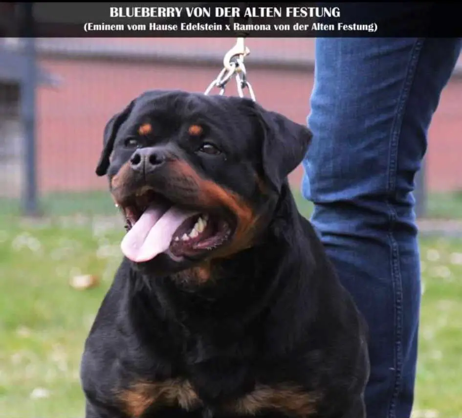 Blueberry Alten Festung