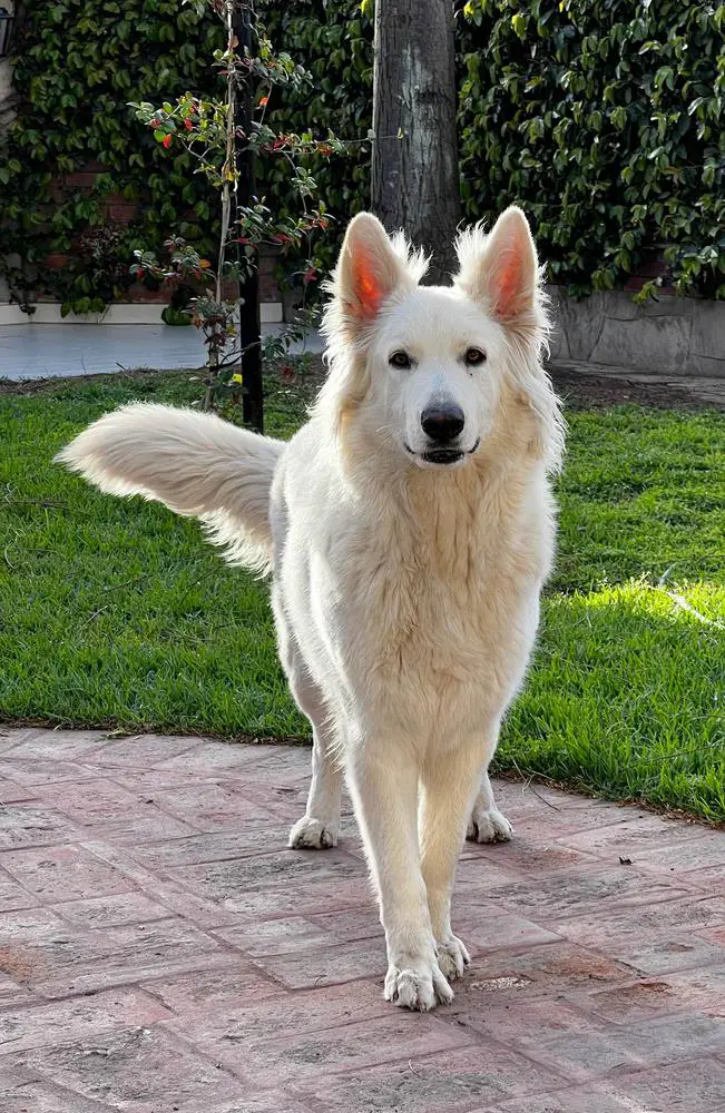 QUANTUM LEAP Mountain Wolves