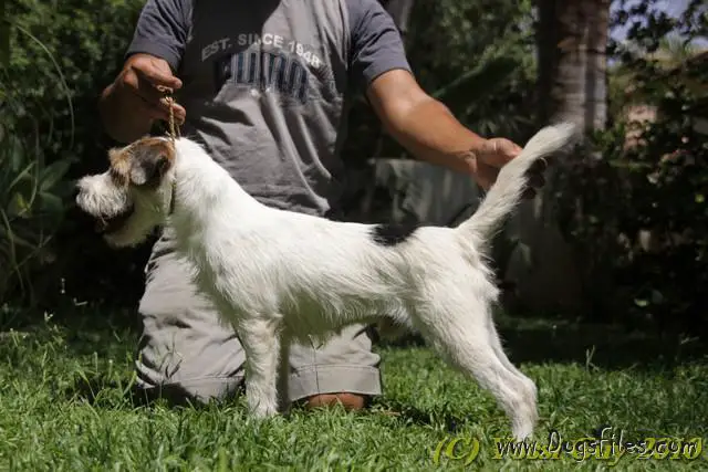 Cody of Lovealoch