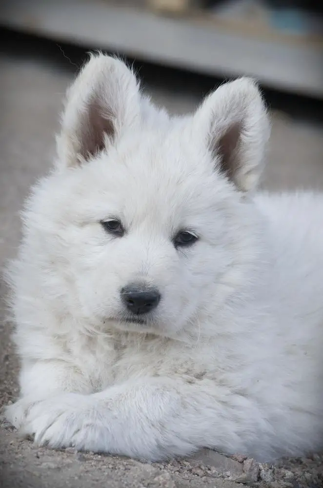TOBIRAMA SENJU Mountain Wolves