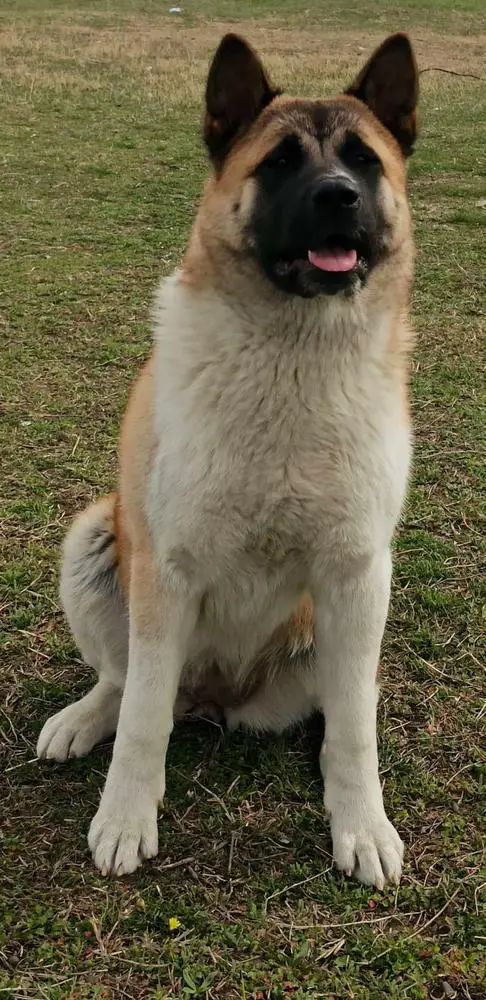 Big Jeni