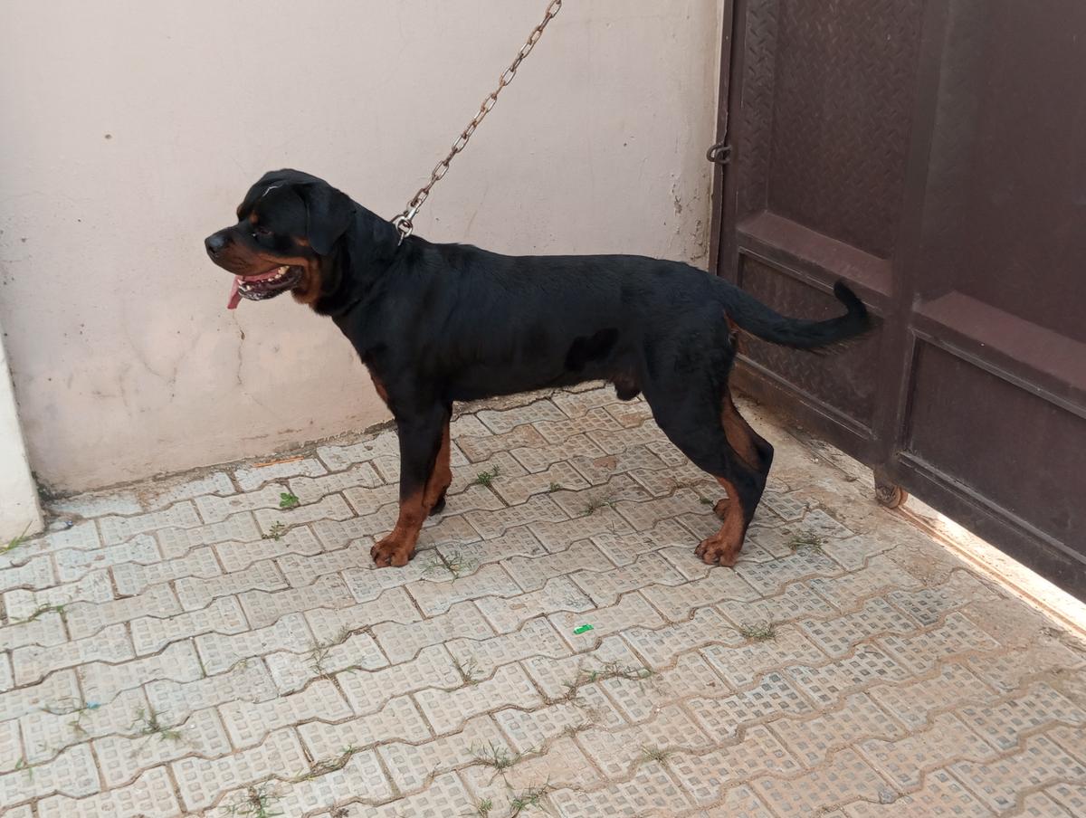 SHREK OF STANLEY KENNELS