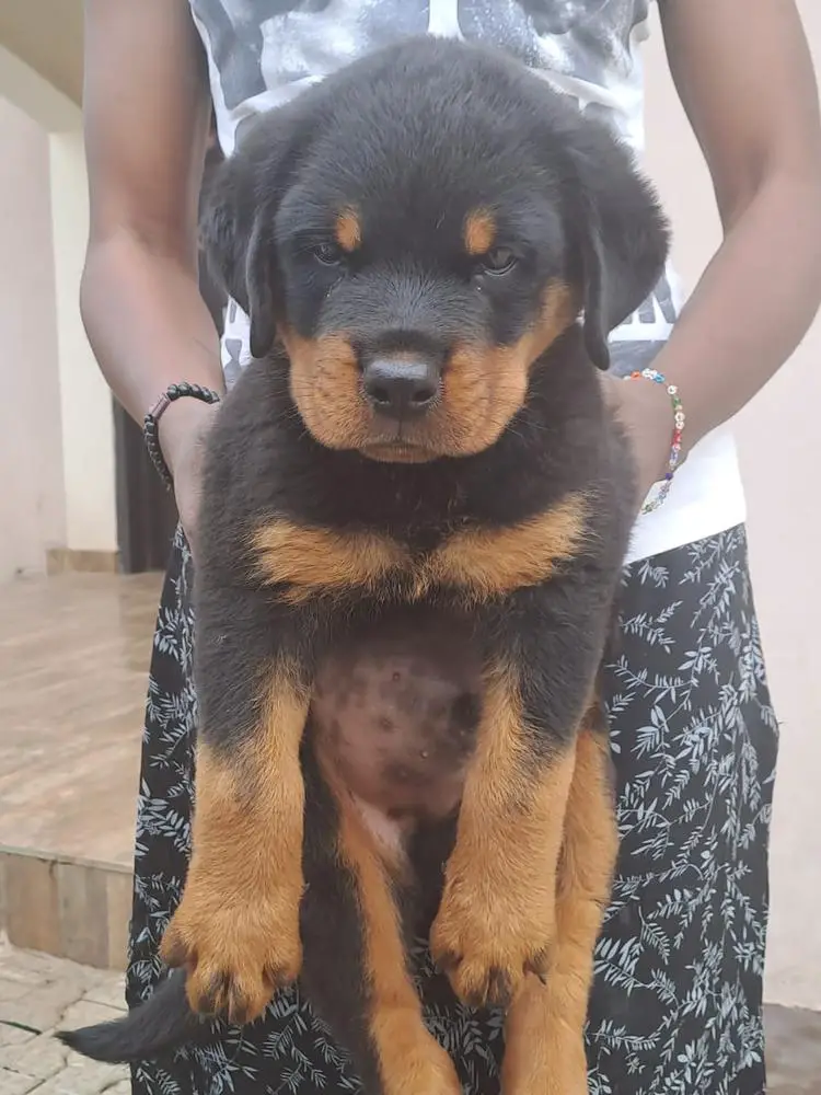 Simba VH
