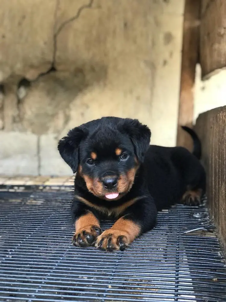 Roxy von black diamond