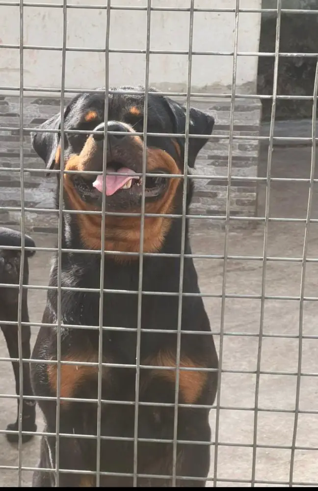 Athena Vom KaliK9s