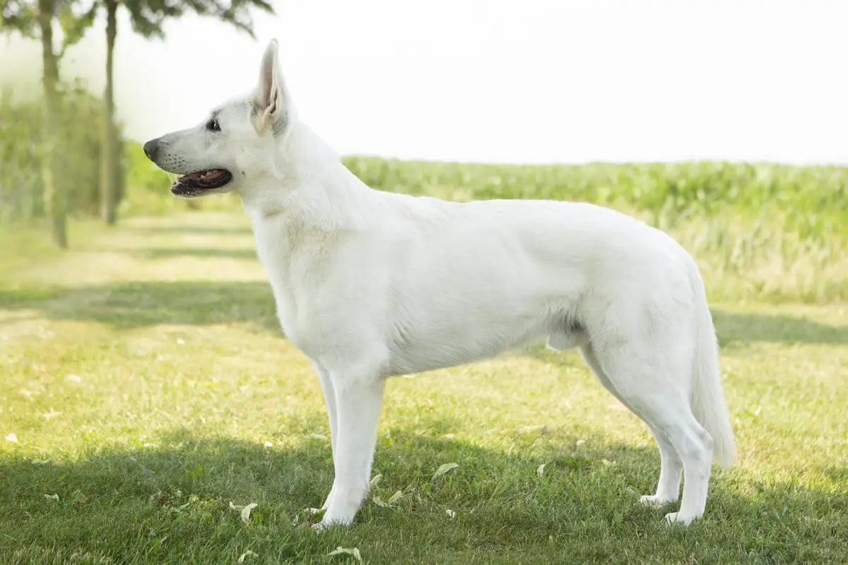 Balin Blaricumse Wolf  (Gibbs jr)
