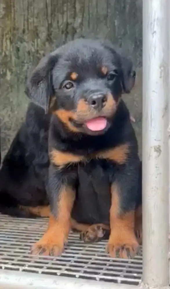 X-Dawgz Tyra