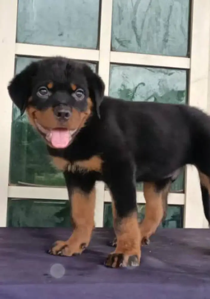 Wandor of Sublime Rotts