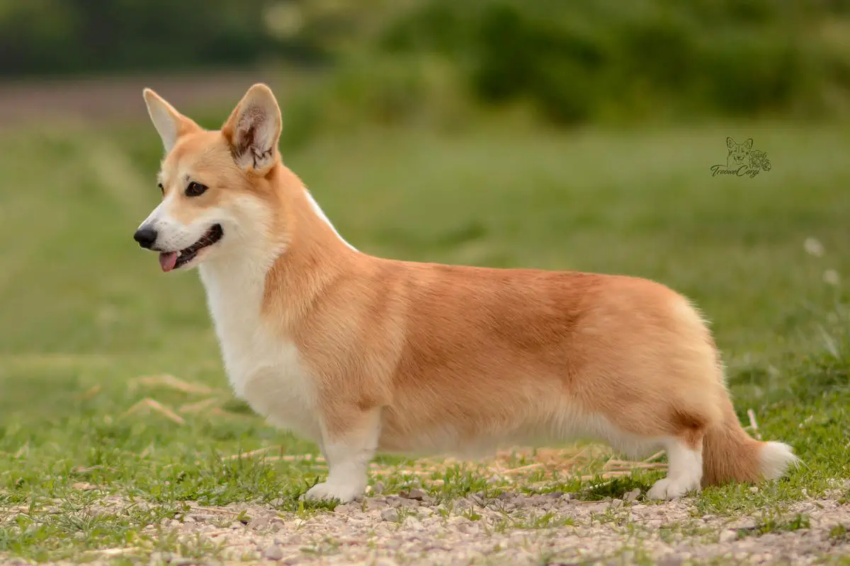 Dr. Jo Wilson of Treowecorgi