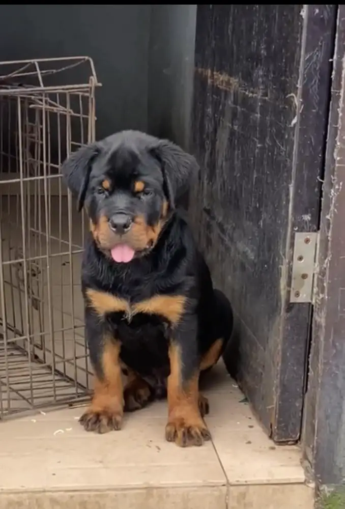 Zeus of Sammy kennel
