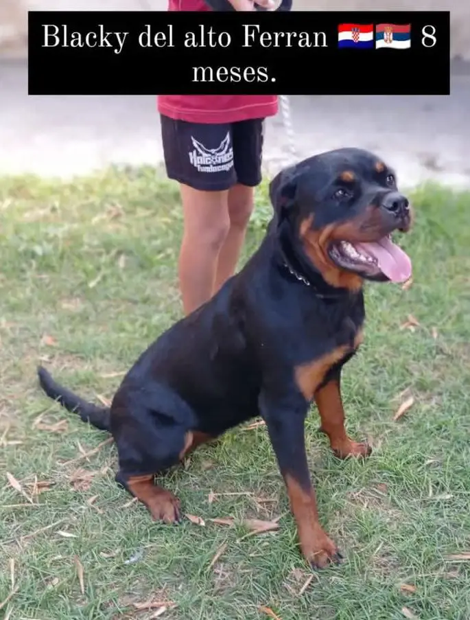 Blacky del Alto Ferran