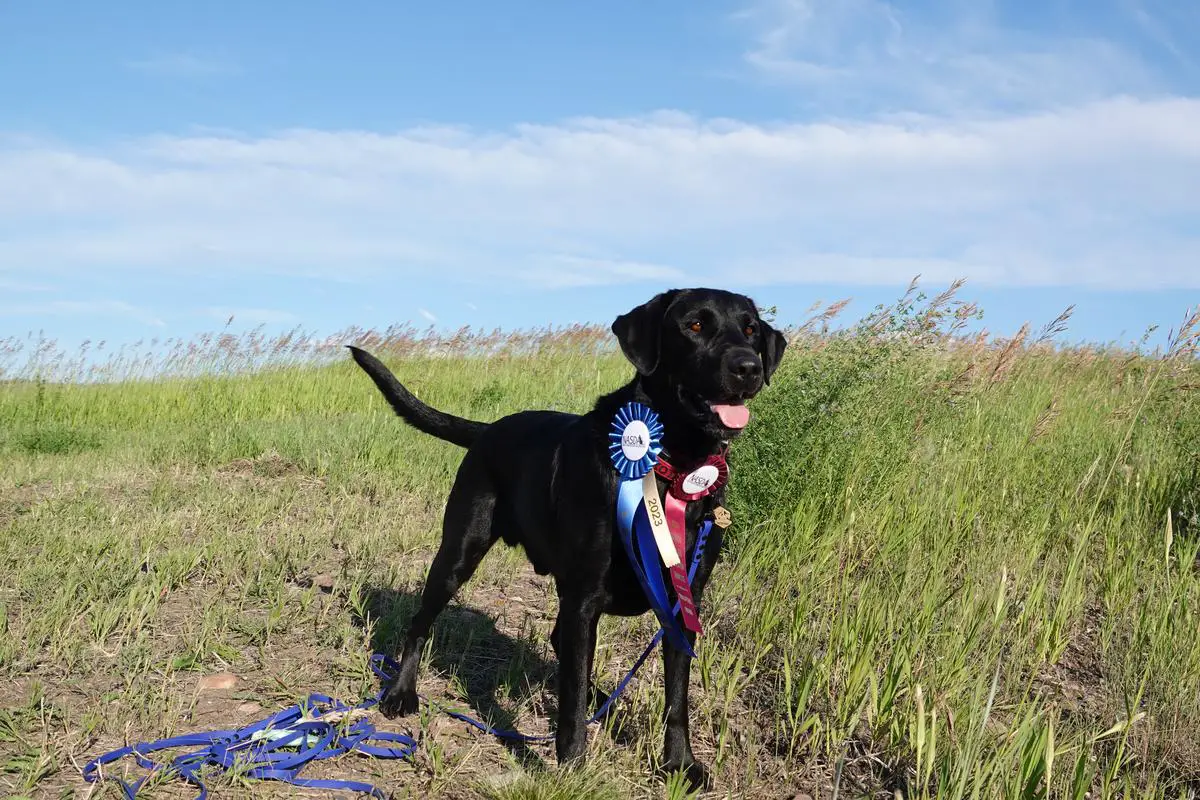 RSL’s Dakota’s Ace of Spades