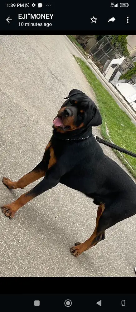 CESAR OF STANLEY KENNELS