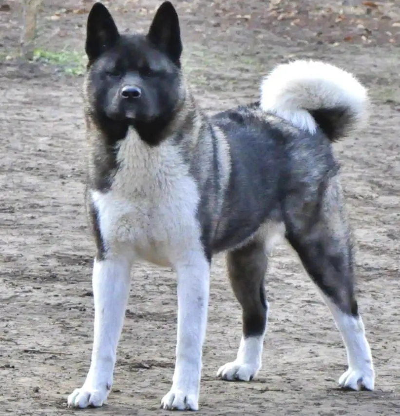 Zharlin