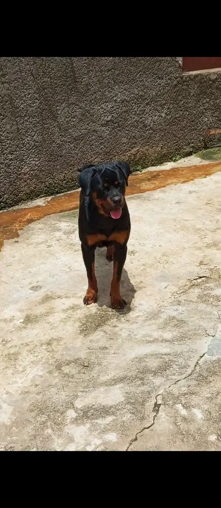 LOTUS OF STANLEY KENNELS